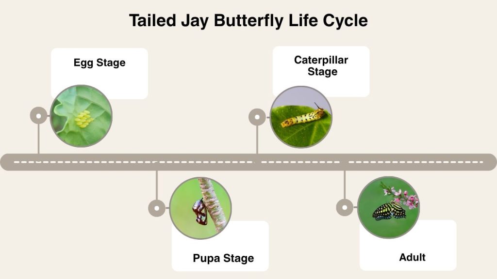Tailed Jay Butterfly Life Cycle