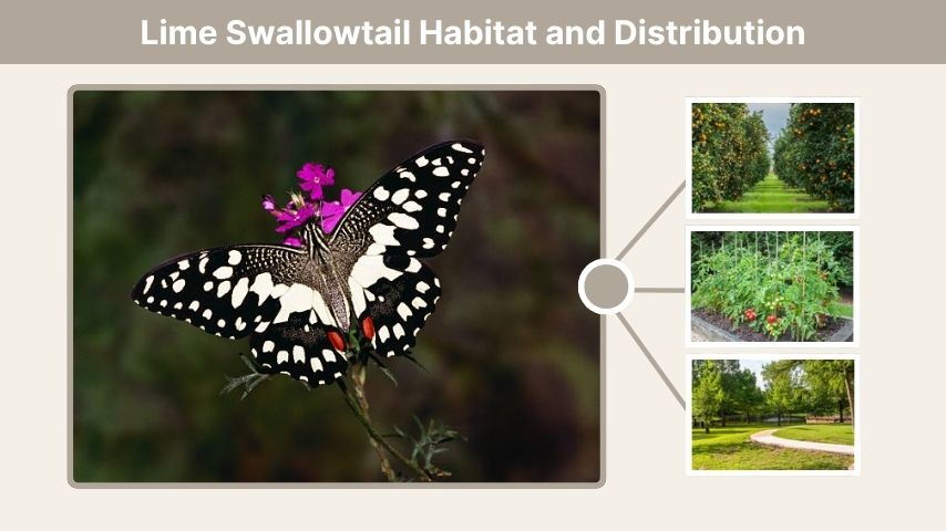 Lime Swallowtail Habitat and Distribution