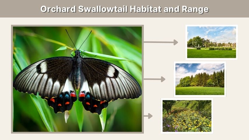 Orchard Swallowtail Habitat and Range
