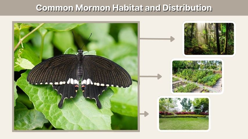 Common Mormon Habitat and Distribution