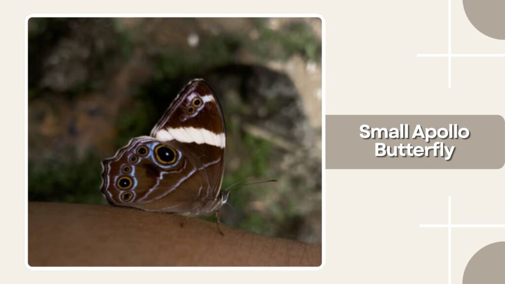 Small Apollo Butterfly