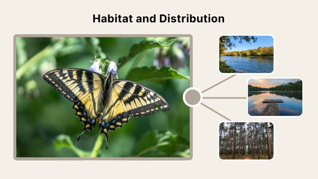 Habitat and Distribution