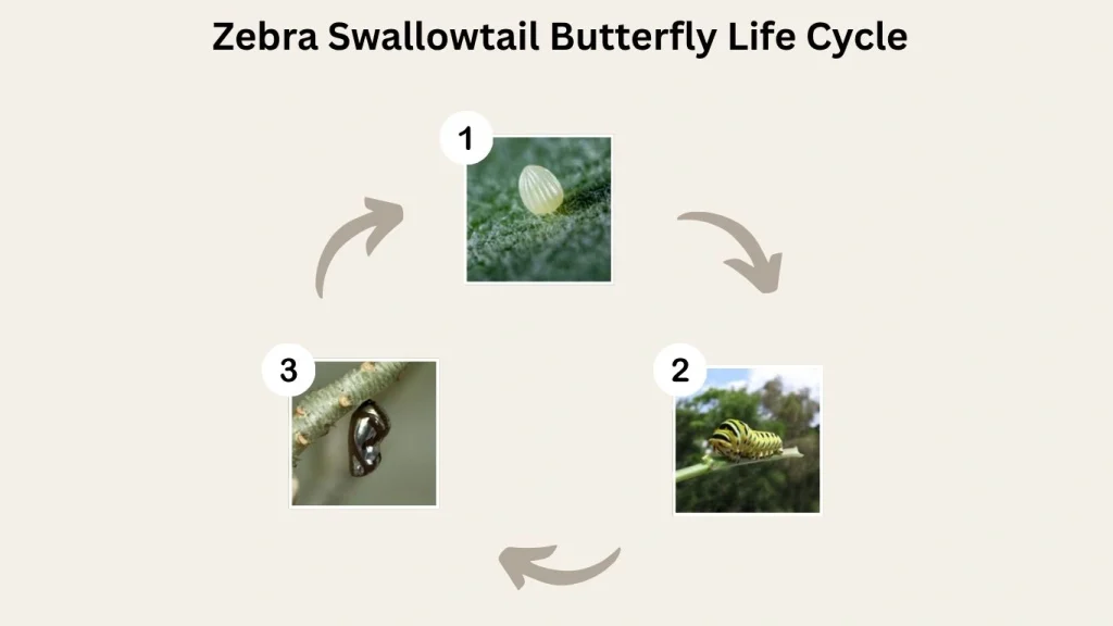 Zebra Swallowtail Butterfly Life Cycle