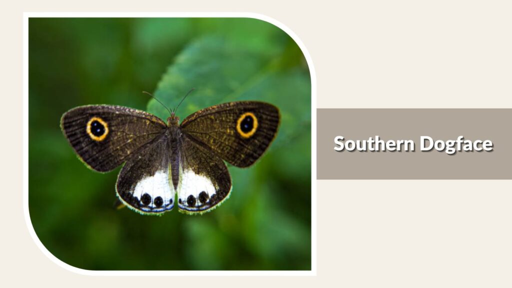 Southern Dogface
