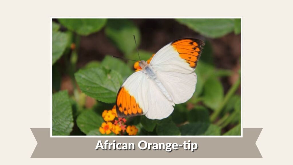 African Orange-tip