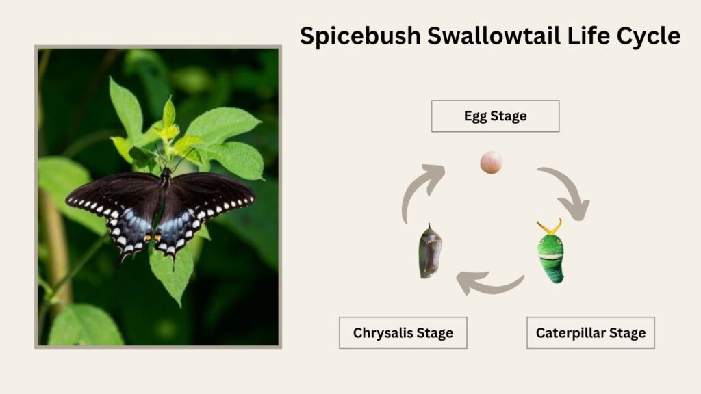 Spicebush Swallowtail Life Cycle