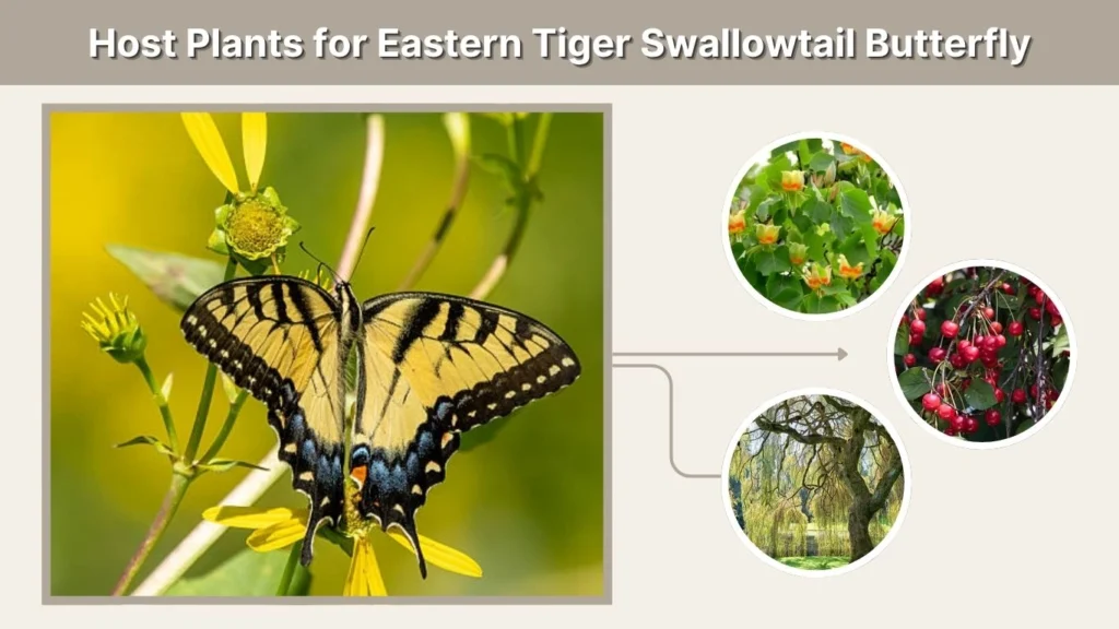 Host Plants for Eastern Tiger Swallowtail Butterfly
