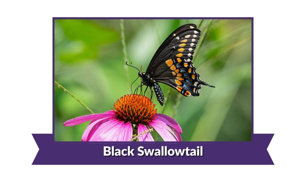 Black Swallowtail