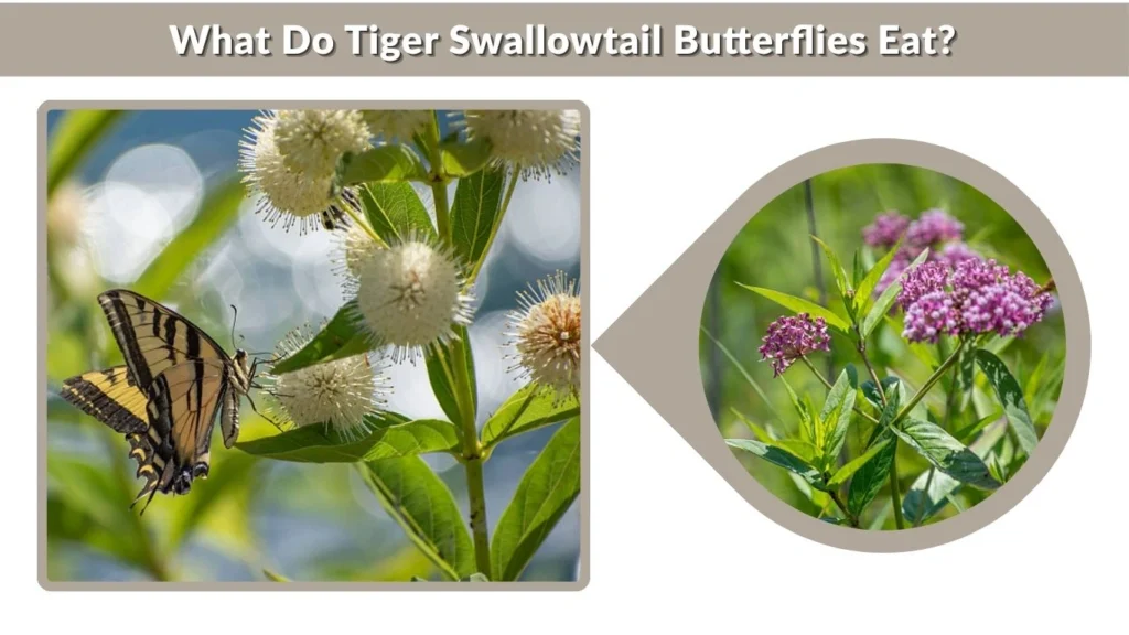 What Do Tiger Swallowtail Butterflies Eat?