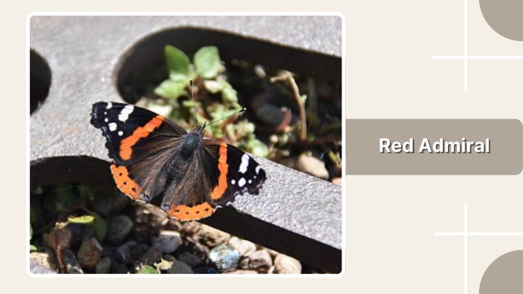  Red Admiral