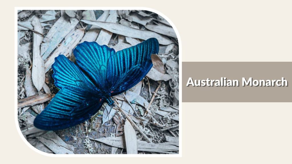  Australian Monarch