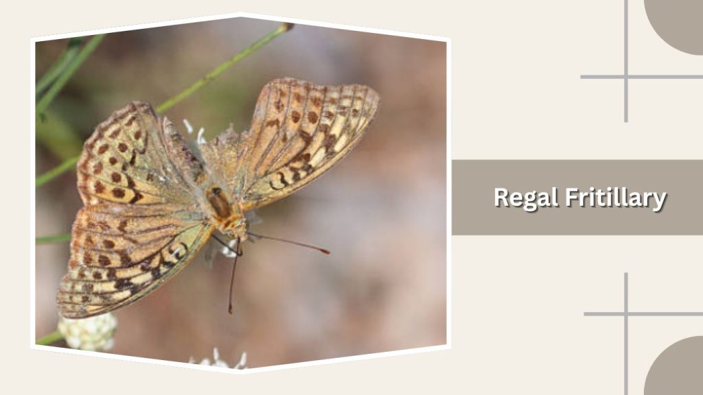 Regal Fritillary
