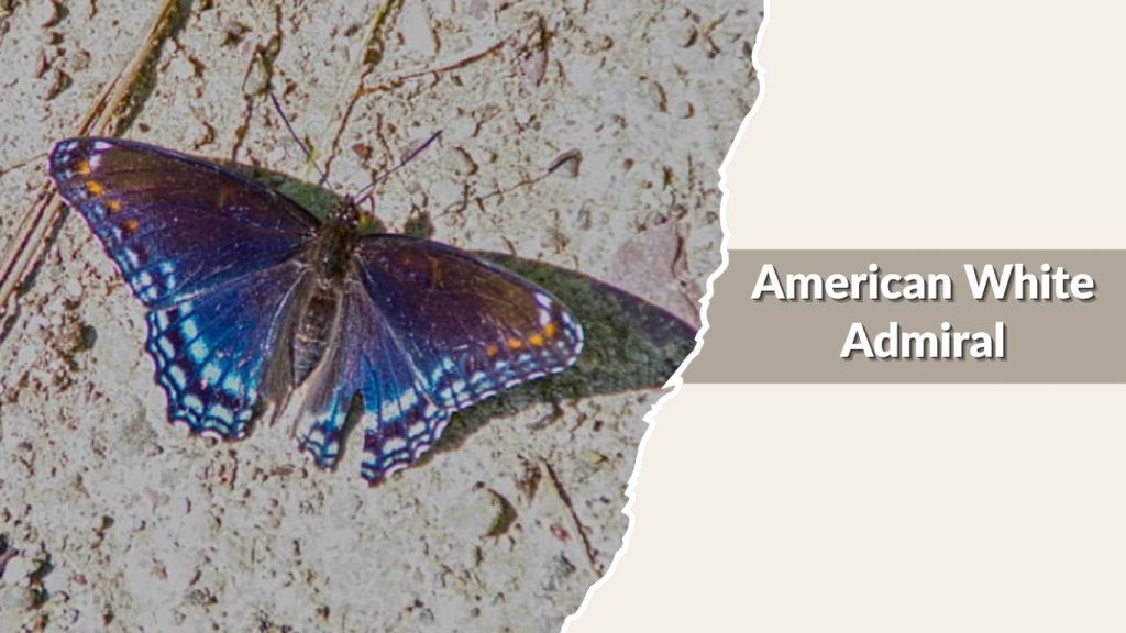 American White Admiral