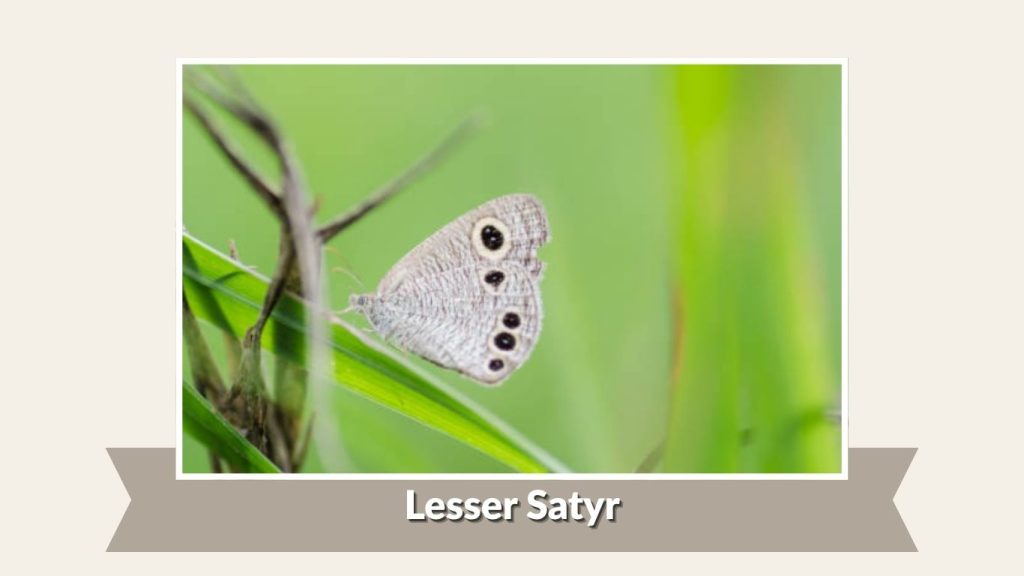  Lesser Satyr