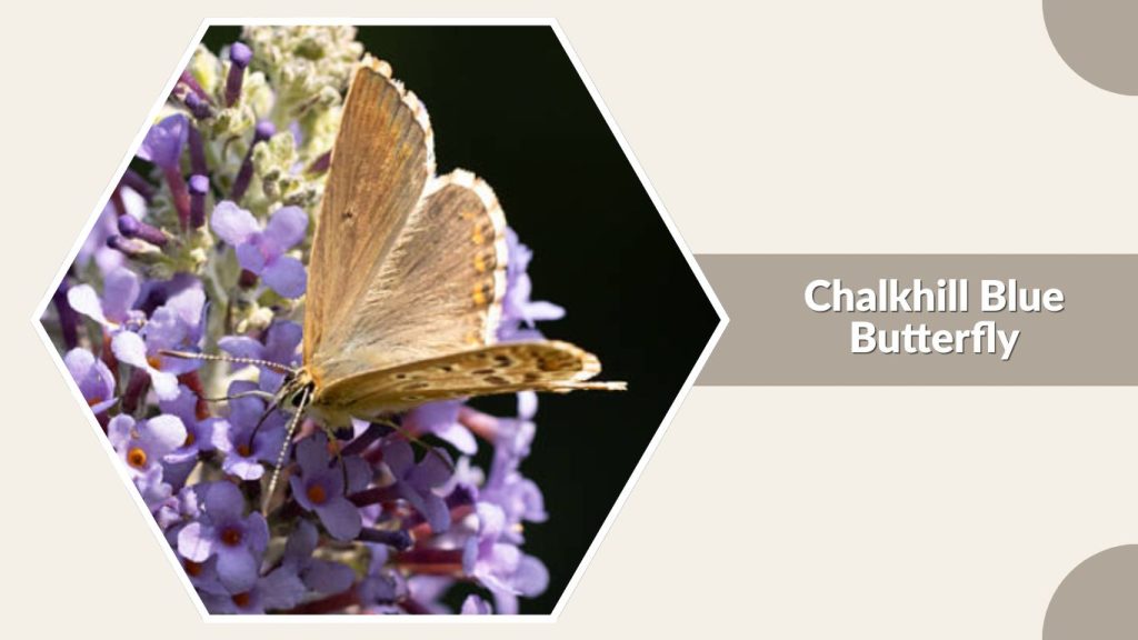 Chalkhill Blue Butterfly