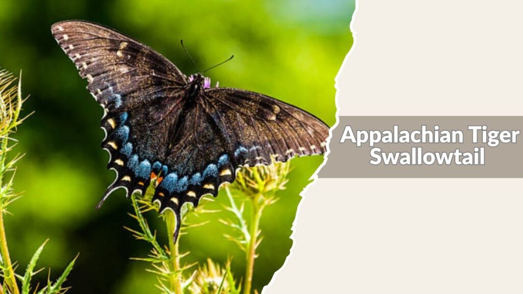 Appalachian Tiger Swallowtail