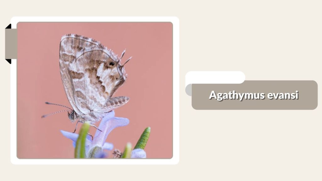 Agathymus evansi
