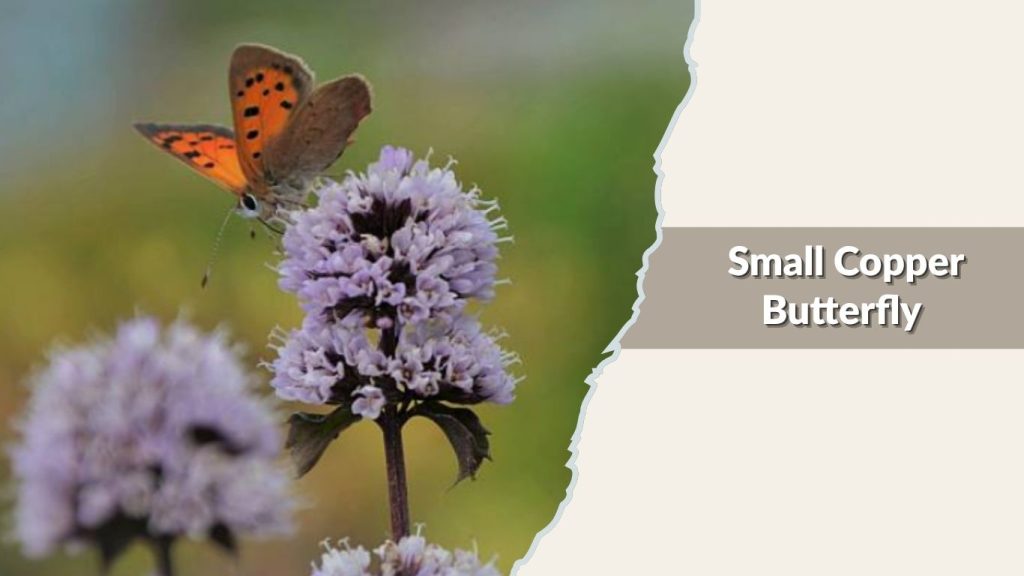 Small Copper Butterfly