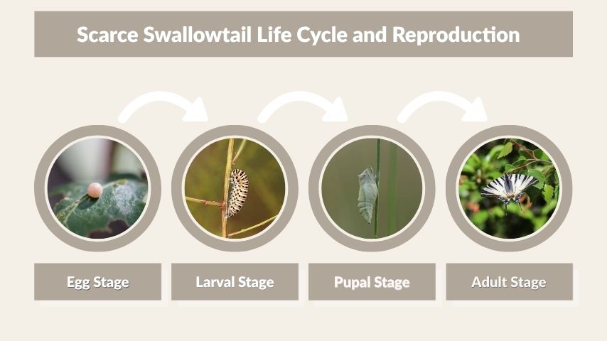 Scarce Swallowtail Life Cycle and Reproduction
