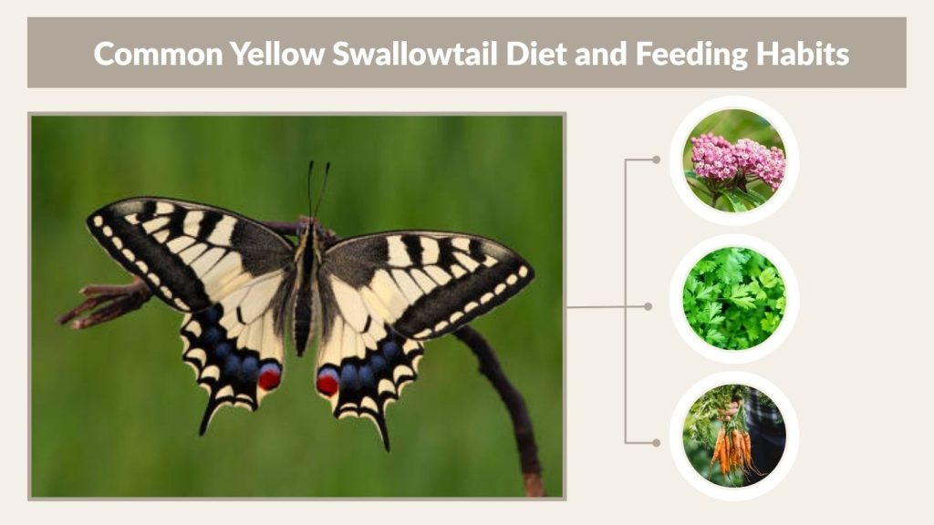Common Yellow Swallowtail Diet and Feeding Habits