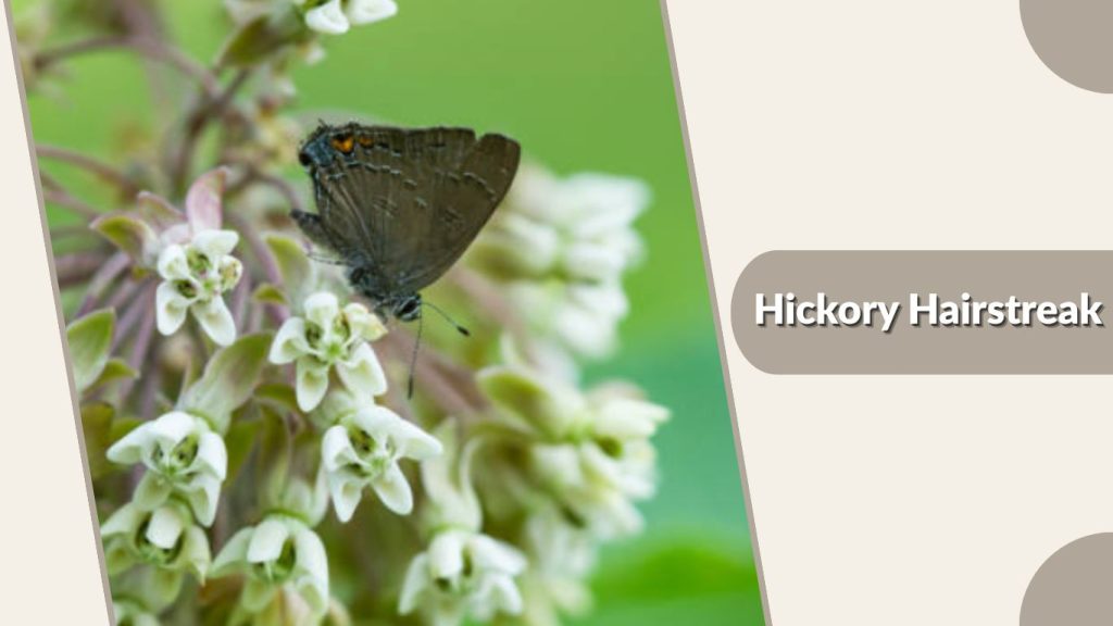 Hickory Hairstreak