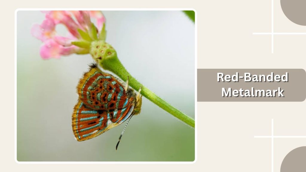  Red-Banded Metalmark