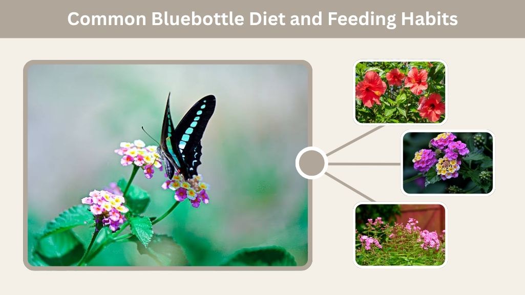 Common Bluebottle Diet and Feeding Habits