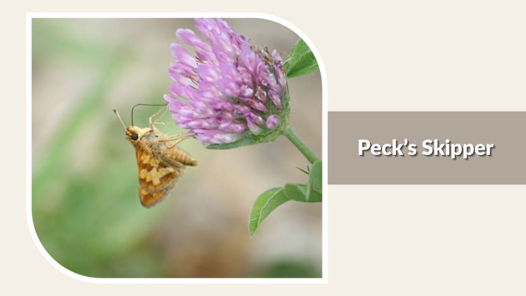Peck’s Skipper