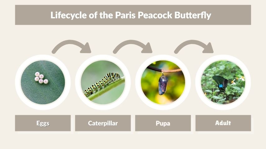 Lifecycle of the Paris Peacock Butterfly