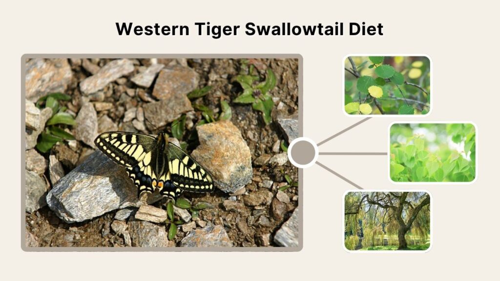 Western Tiger Swallowtail Diet