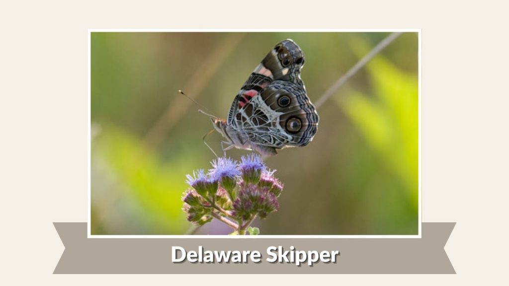  Delaware Skipper