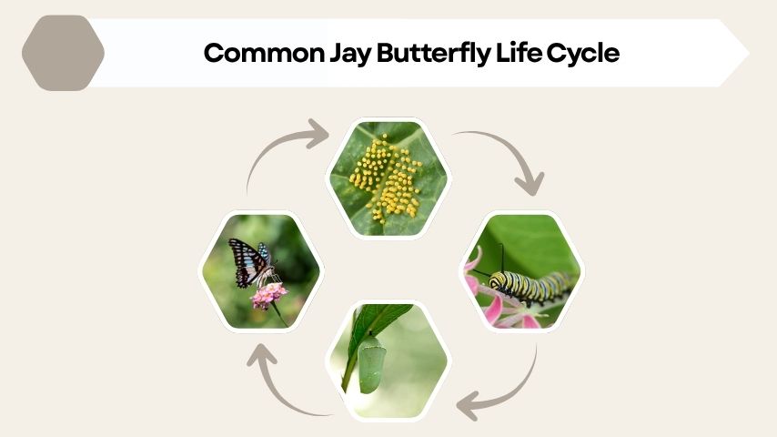 Common Jay Butterfly Life Cycle
