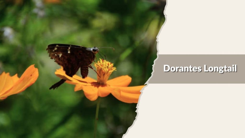 Dorantes Longtail