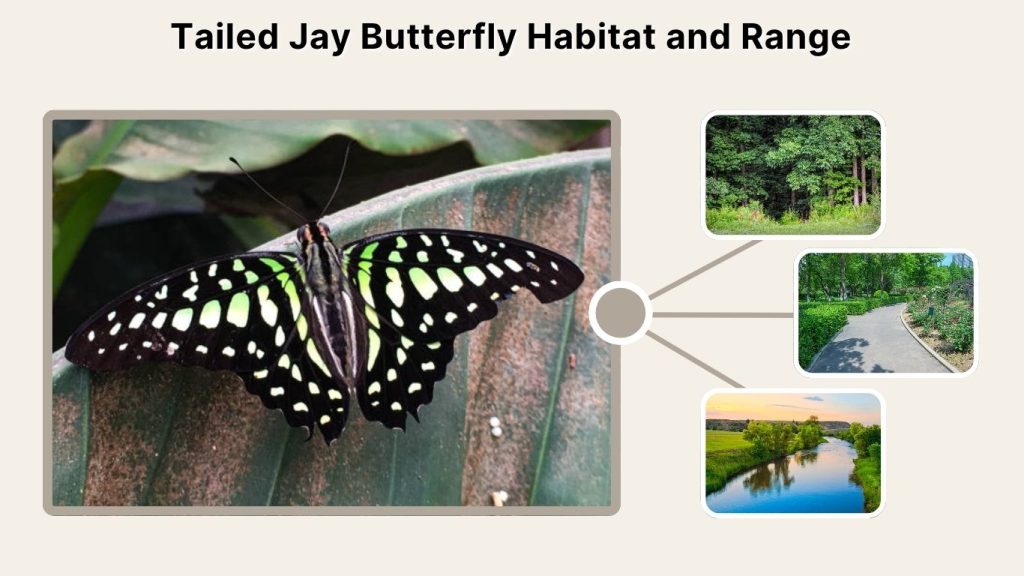 Tailed Jay Butterfly Habitat and Range