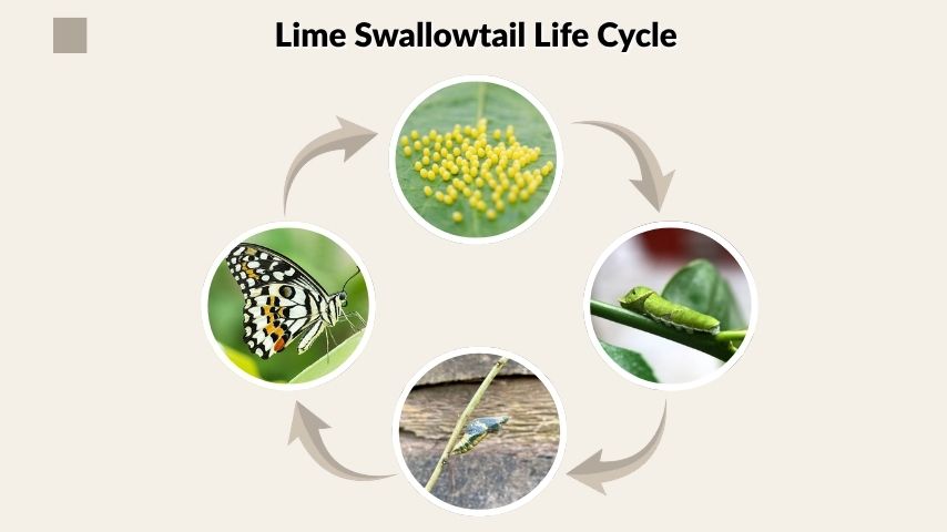 Lime Swallowtail Life Cycle