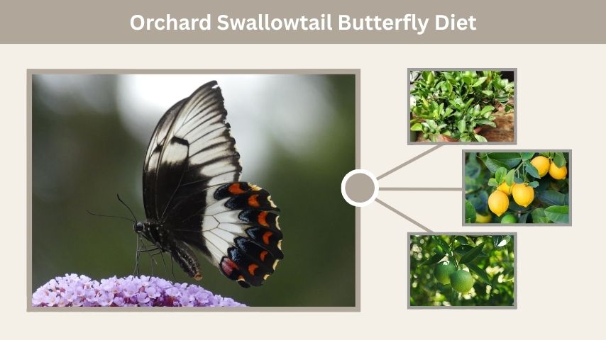 Orchard Swallowtail Butterfly Diet