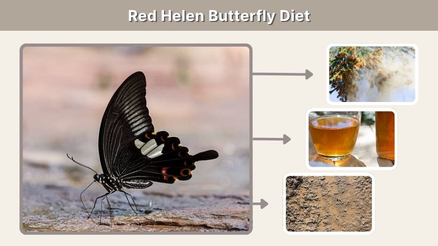 Red Helen Butterfly Diet