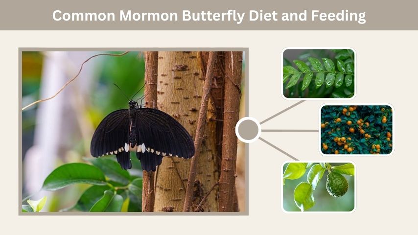 Common Mormon Butterfly Diet and Feeding