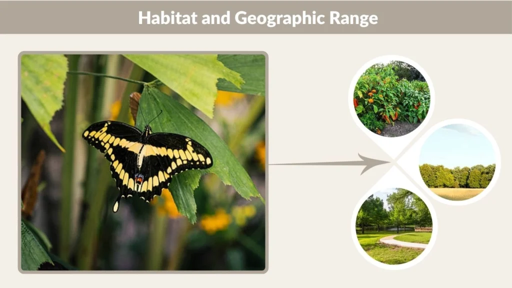 Giant Swallowtail Butterfly Habitat and Geographic Range