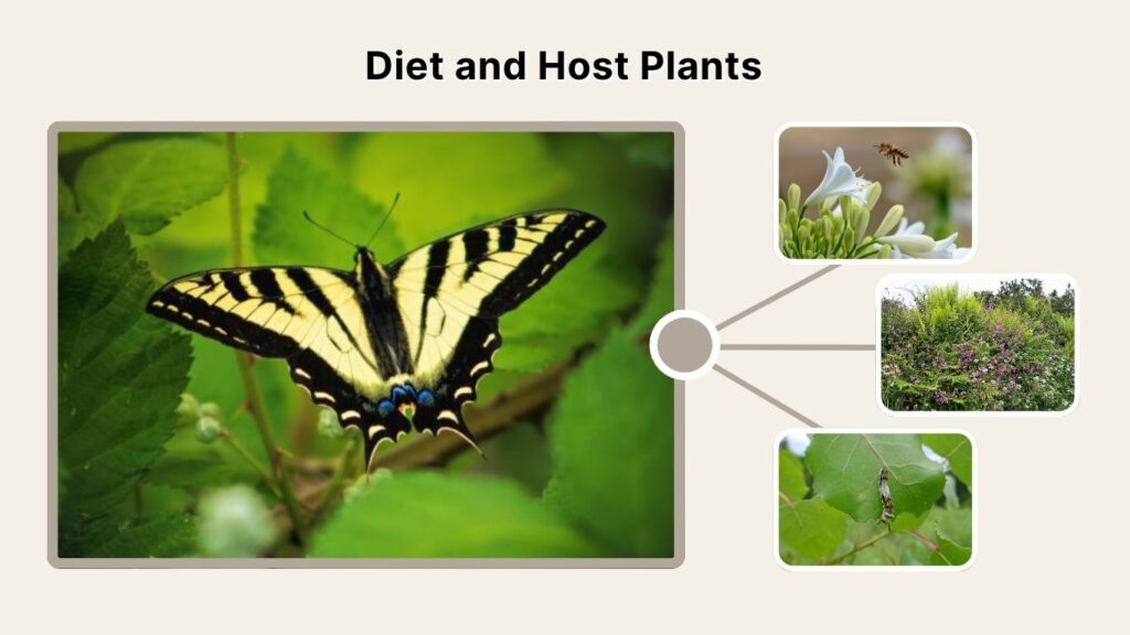 Diet and Host Plants