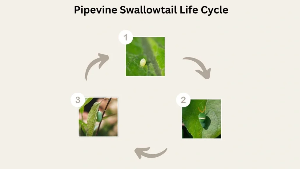 Pipevine Swallowtail Life Cycle