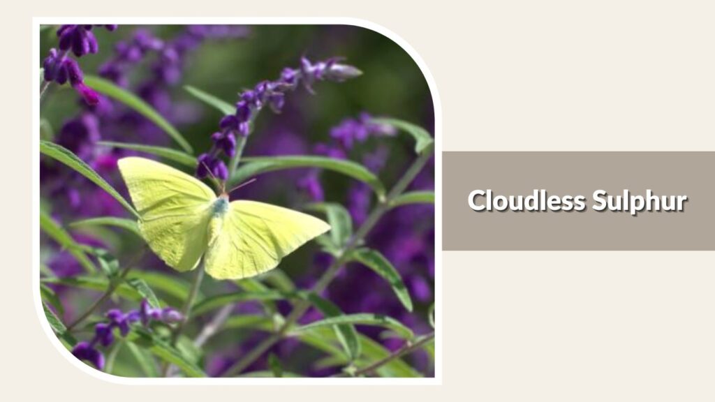 Cloudless Sulphur