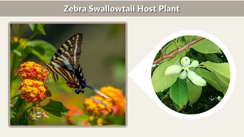 Zebra Swallowtail Host Plant