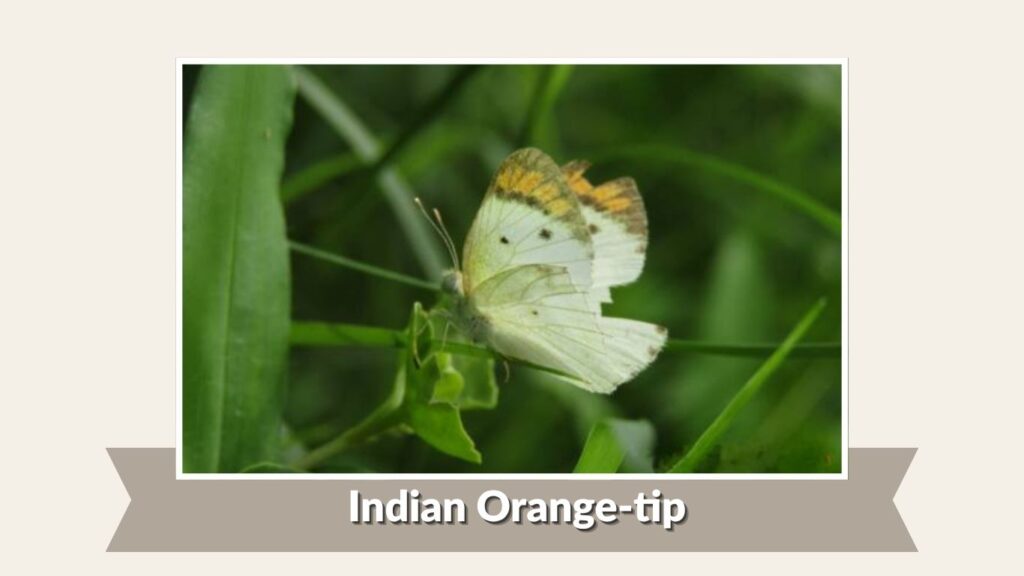 Indian Orange-tip