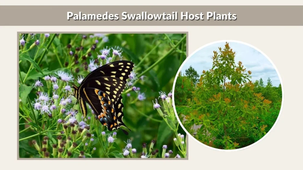 Palamedes Swallowtail Host Plants