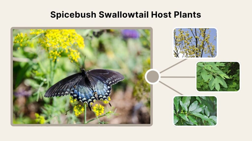 Spicebush Swallowtail Host Plants