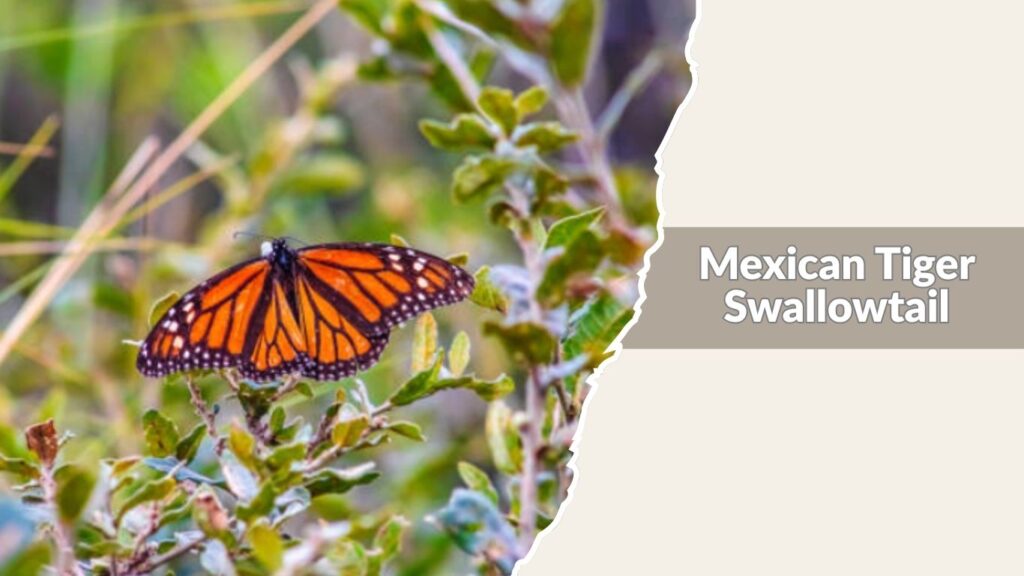  Mexican Tiger Swallowtail