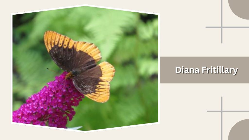 Diana Fritillary