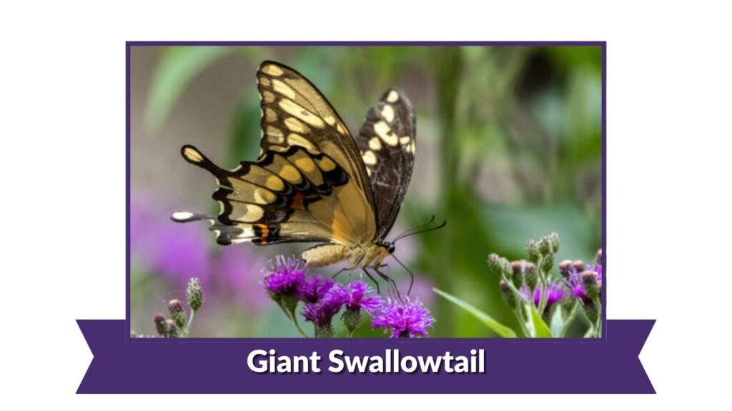 Giant Swallowtail