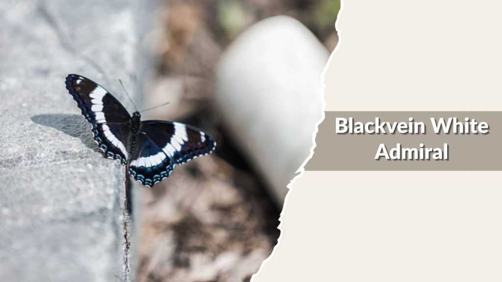Blackvein White Admiral